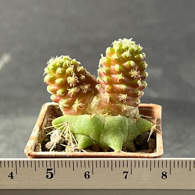 A7-271. Mammillaria theresae f. 'short spines' (Grafted)