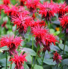 Bee Balm SCARLET Red Monarda Didyma Perennial Hummingbirds Non-GMO 50 Seeds