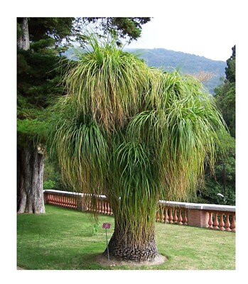 Elefantenfu Palme 10 Samen -Beaucarnea recurvata- **Toll Zimmerpflanze** |  eBay