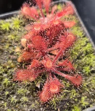 Drosera Collinsiae 'Faryland, South Africa' 30+ Fresh Seeds (2025)