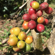 Obata Coffee Seedss 120 pcs Coffea sp. CERTIFIED Coffee Bean