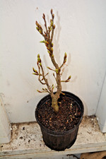Carpinus betulus 'Columnaris Nana' Dwarf Columnar European Hornbean pre Bonsai