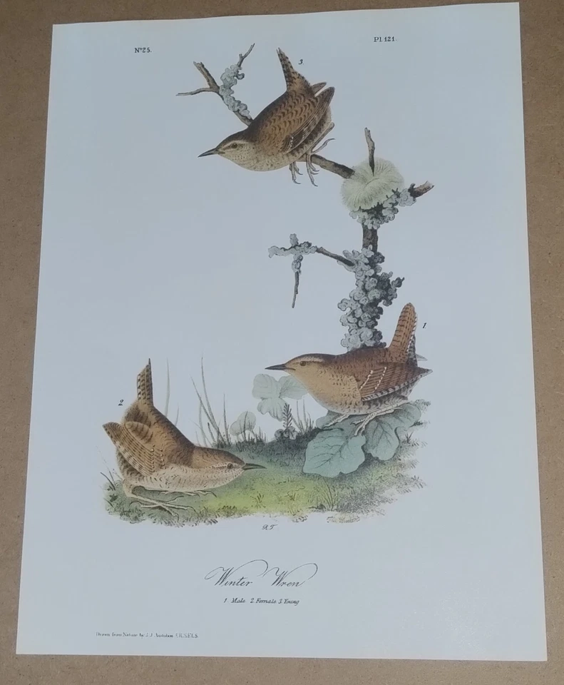 Placa de livro Audubon Octavo 1ª edição Winter Wren Pl 121 Birds of America impressão - Imagem 2 de 4