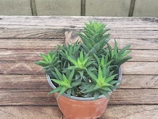 Haworthia (Haworthiopsis) cassytha  rare  succulent  4''pot