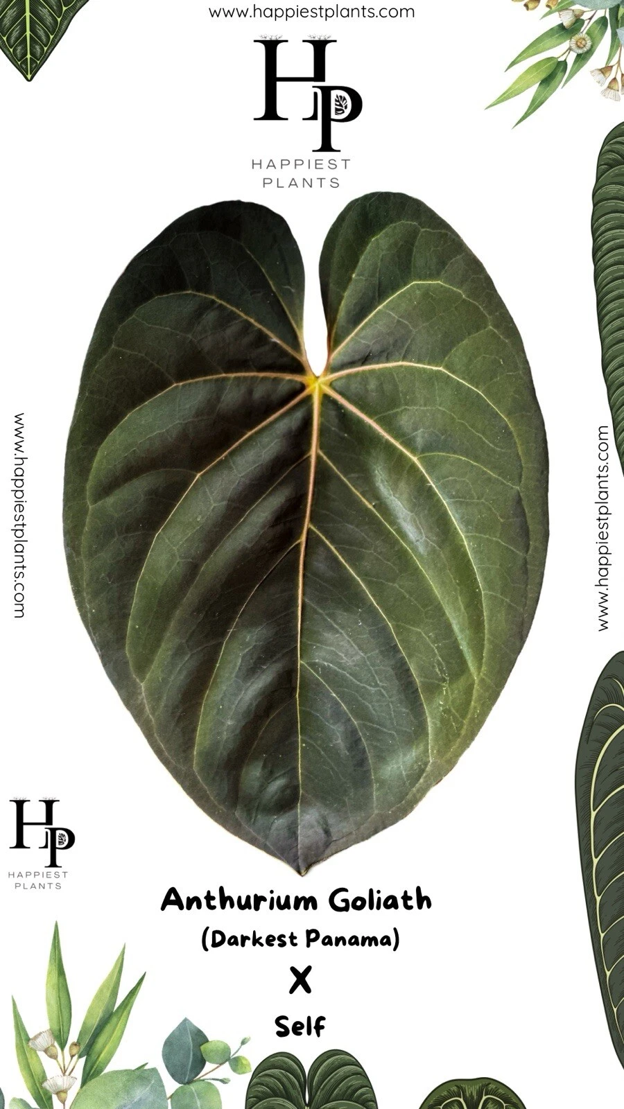 Anthurium Goliath X self - Darkest Panama -Rare Anthurium Seeds
Opens in a new window or tab