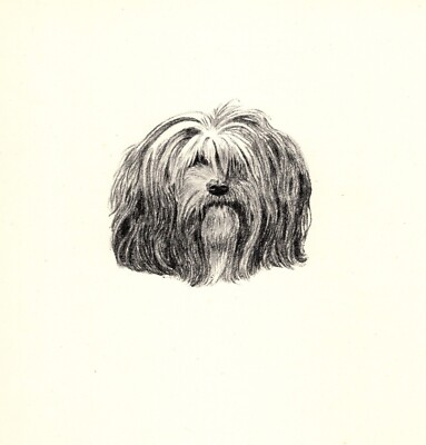 Antique Lhasa Apso Print 1935 Wardle Lhasa Dzong-Pon Art Illustration CFW 5740n