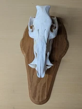 African Bushpig Skull Wall Mount Taxidermy Decor