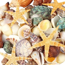 80+ Pcs Mixed Natural Seashells and Starfish for Crafts, Various Sizes