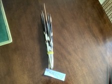 Porcupine Quills x 10 - Various Sizes for  Restoration/Floats/Crafts/Jewellery