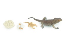 Bearded Dragon Life Cycle, 4 Piece Toy Set, Realistic Rubber Toy, 5" CH991 BB215