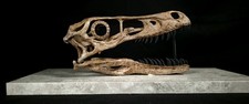 Velociraptor mongoliensis Skull Fossil Replica 40 Cm- Museum Quality
