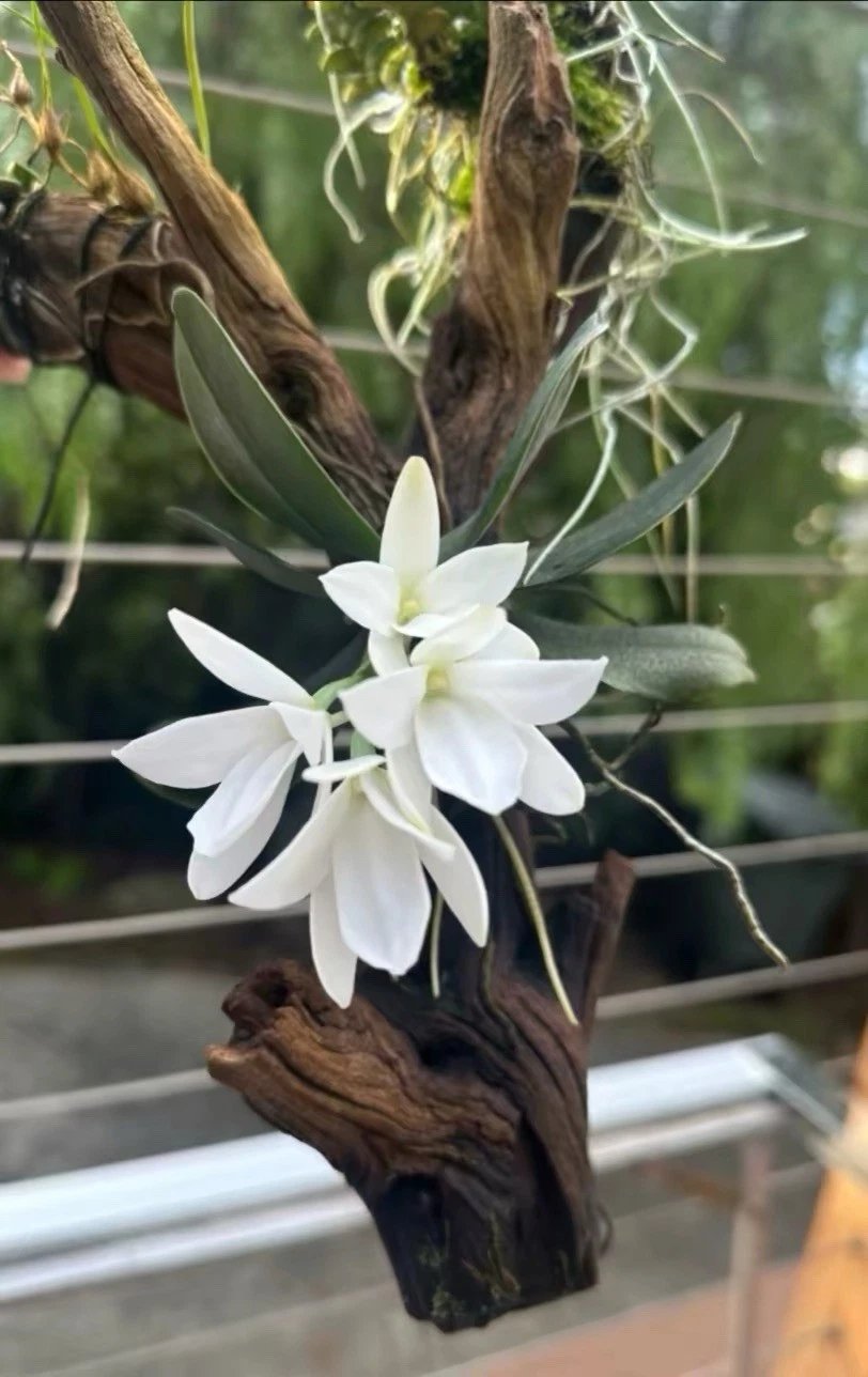 Aerangis fastuosa Rare Madagascar Species Orchid Established Blooming
Opens in a new window or tab