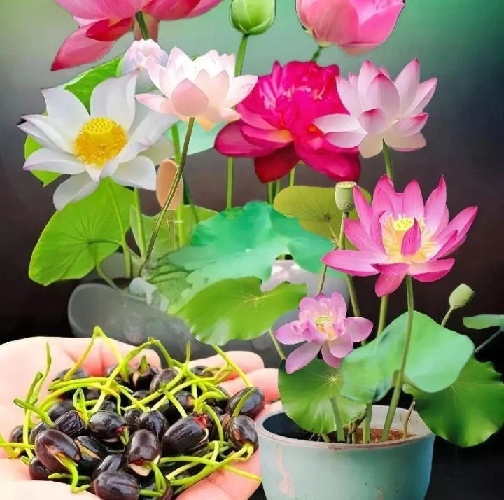 30 graines de lotus mélangées, nélumbo, bonsaï, plante nucifera, nymphaea,bassin - Image 4 of 4
