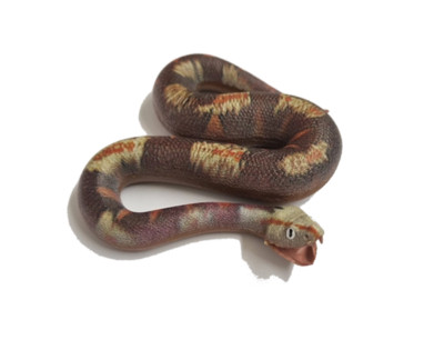 Blue Ocean Snakes Planet Wow  2024 alle 20 verschiedene Figuren zum aussuchen