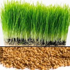 Wheat Grass / Cat Grass Seeds  Non-GMO Heirloom  10 OR 20 LBS BULK