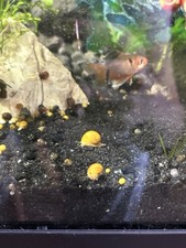 10 Gold Mystery Snail Babies