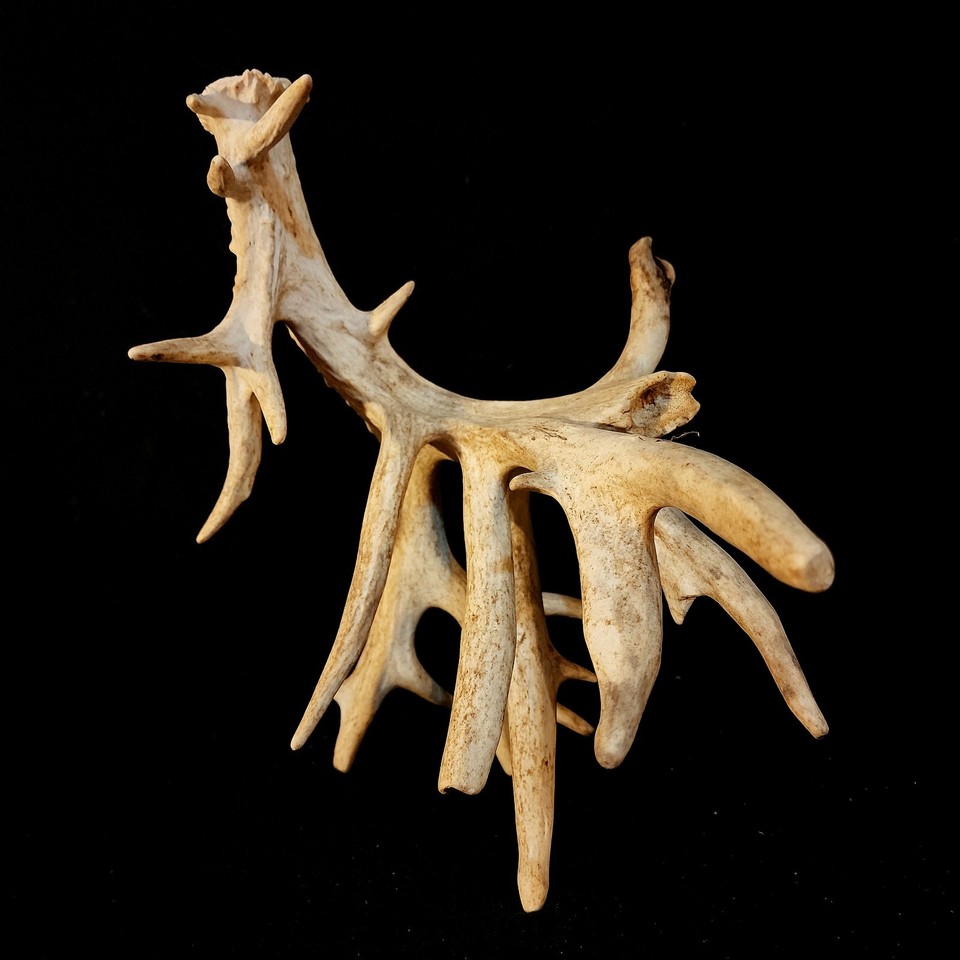 130” Big SELF STANDING 20 Point Whitetail Deer SHED ANTLER Racks Skull