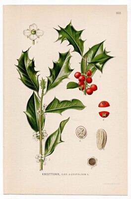 1926 Lindman Botanical Flower Print, Holly, English Holly, Christmas holly