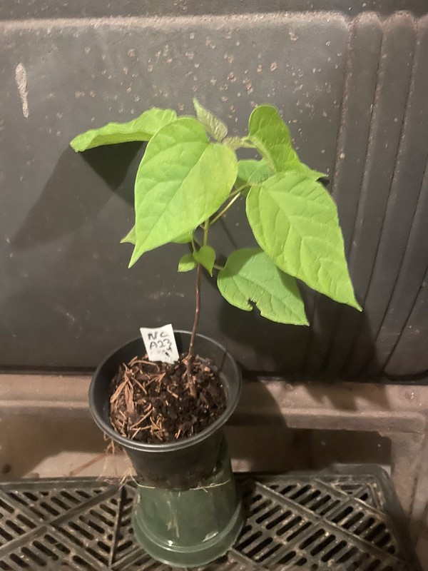 Northern Catalpa