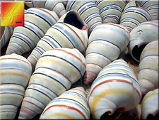 6 Real Haitian Tree Snail Shells (Striped Candy Snail) 1-2" Beach Crafts Ocean