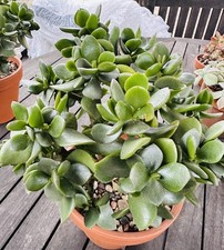 Crassula Ovata  Money Penny Tree large  succulent plant 
