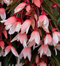 ×6 LRG Begonia Starshine Appleblossom Plug Plants- Trailing Tub & Basket Flowers