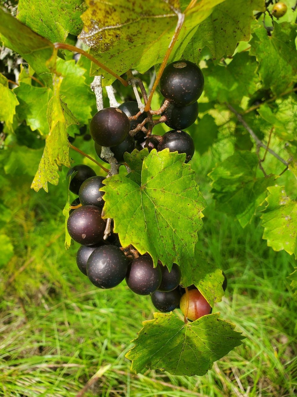 1 'Delicious' Muscadine Grape Vine Vitis Rotundifolia Live Starter Plant