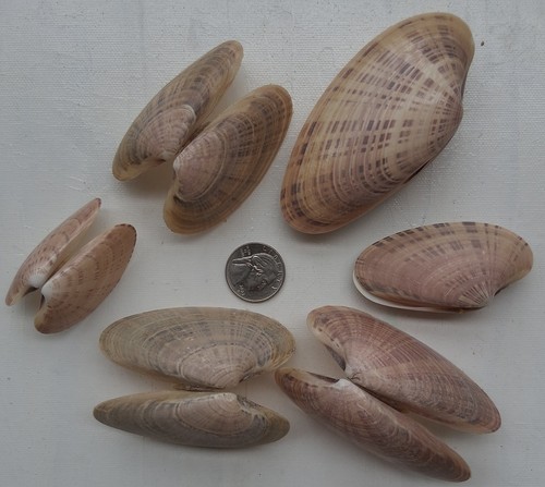 Bulk Lot Of True Florida Sea Shells