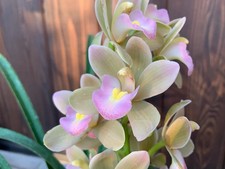 Cym. Orchid Sarah Jean  Sakura  blooming 2 spikes Sizes Extremely Rare Orchid