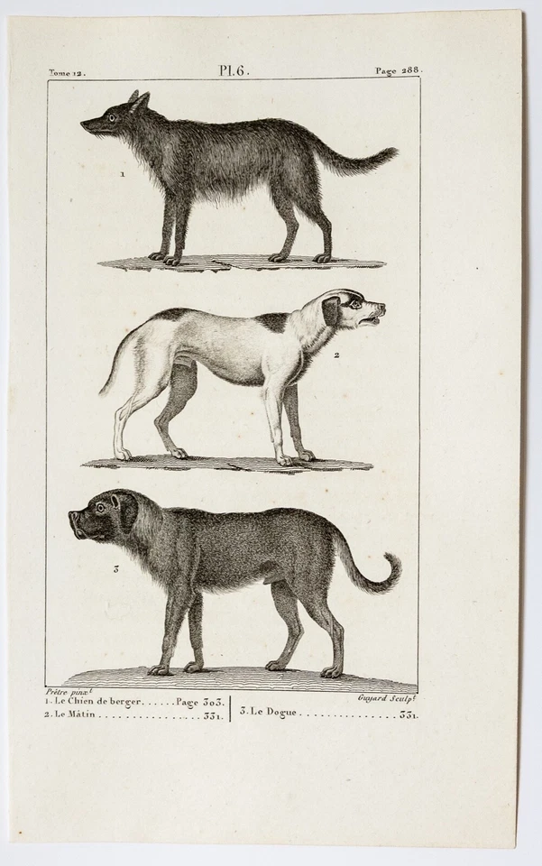 BUFFON Schäferhund Matin Dogge Original Kupferstich 1819 Passepartout - Bild 2 von 3