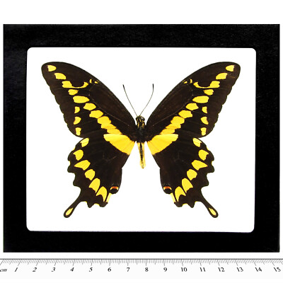 Papilio cresphontes RECTO giant swallowtail yellow black butterfly FRAMED AZ