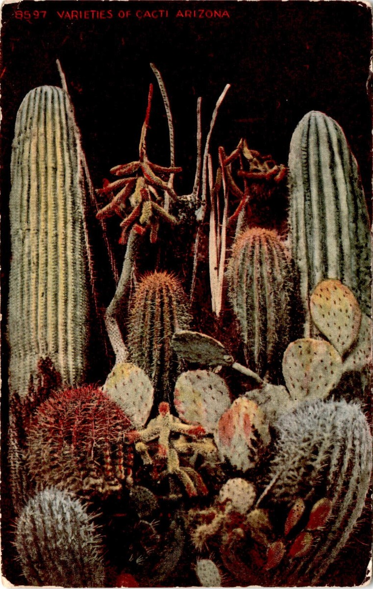 seeds of cactus Trichocereus pachanoi