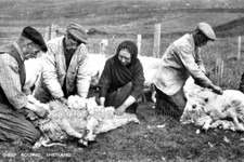 Isf-12 Social History, Sheep Rooing, Shetland, Scotland. Photo
