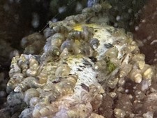 16 Baby Assassin Snails Born In USA Free Shipping Freshwater