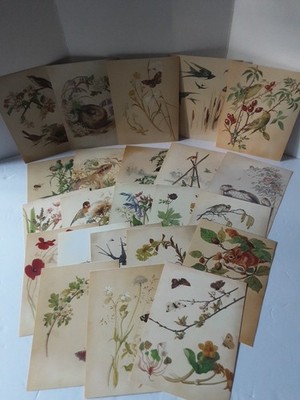 VTG The Country Diary Postcard Collection Edith Holden Lot of 23 Postcards 1993