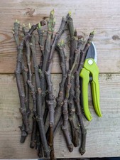 Brown Turkey Fig Cutting X10 Fresh Cuttings Uk Hardy 