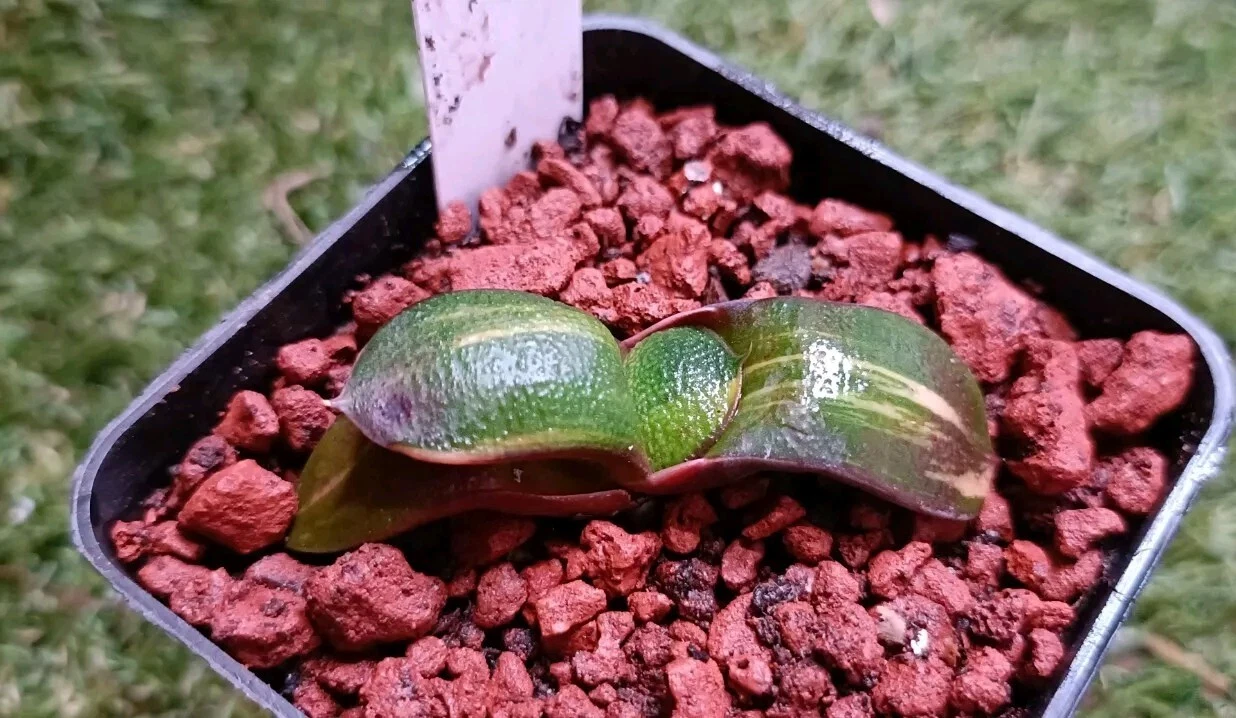 Haworthia plant #16，