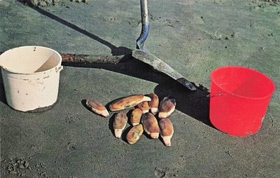 Washington Razor Clams Digging Bucket Shovel Seafood Vtg Postcard J69