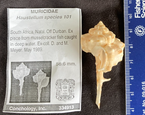 Muricidae Haustellum fallax 56.6mm Natal, South Africa (Species 101) 1989 - Picture 4 of 4