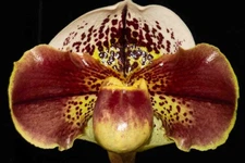 Paphiopedilum Lakota Eagle #1  (Luther Pass AM  x Chocolate Eagle HCC), in bud