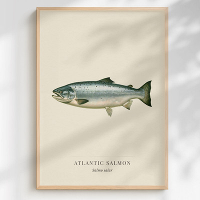 Atlantic Salmon Print Salmo salar | Natural History Fish Wall Art