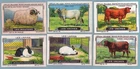TC0188 Trade Cards: Chocolats different - Animaux de la ferme