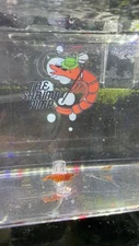 Orange Sunkist Neocaridina Shrimp 10+1 With 2+Free Plants 100% Live Arrival
