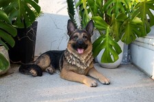 Lying German Shepherd Garden Statue Life Size Garden Backyard Home Decor