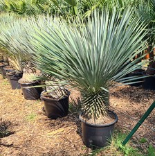Blaue Yucca rostrata 120-150 cm Gesamthöhe, 30 cm Stammhöhe