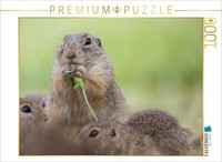 Calvendo Puzzle Gopher Eats Flower | 1000 Pieces, Finished Size 25.2 × 18.9 In (