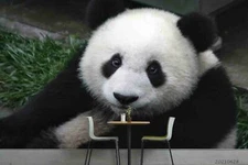 3D Animal Panda Self-adhesive Removable Wallpaper Murals Wall 10