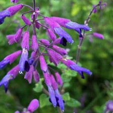 Salvia Semiatrata, Riviera Sage, stunning & rare species Salvia grown