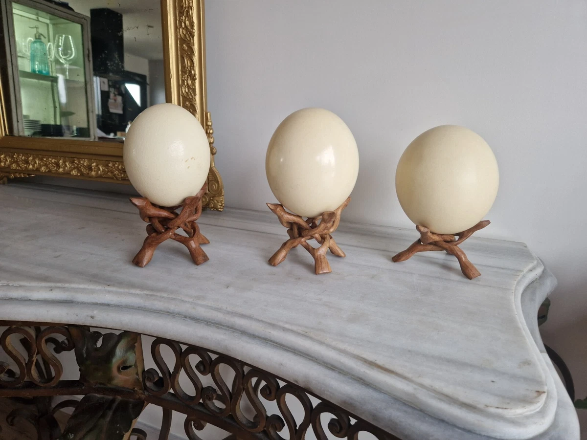 Lampe œuf D Autruche Curiosité