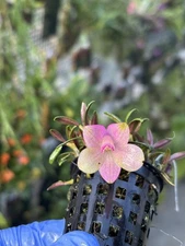 Dendrobium cuthbertsonii White Soft-pink bicolor miniature orchid species
